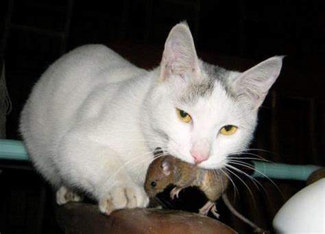 夢見貓吃老鼠